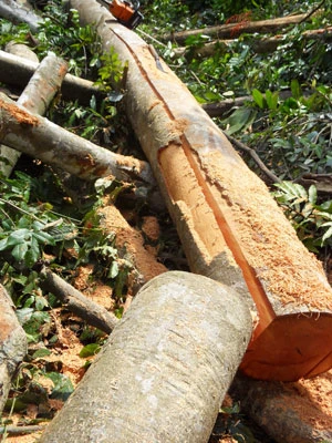 “Thông quan” gỗ lậu ảnh 4