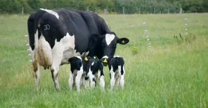 Bò sữa sinh ba ảnh 1 Bò sữa sinh ba ảnh 1