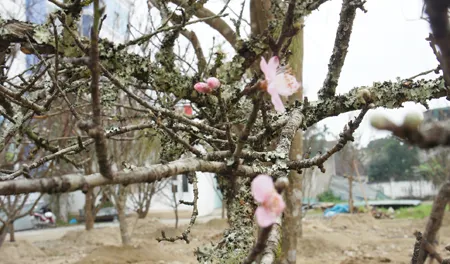 Đào đá, đào Lào, đào Nhật Tân cổ thụ... đổ về Vinh ảnh 2 Đào đá, đào Lào, đào Nhật Tân cổ thụ... đổ về Vinh ảnh 2