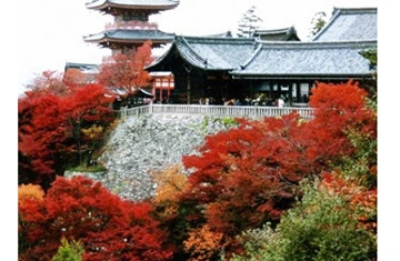 Cố đô Kyoto mùa lá đỏ ảnh 1