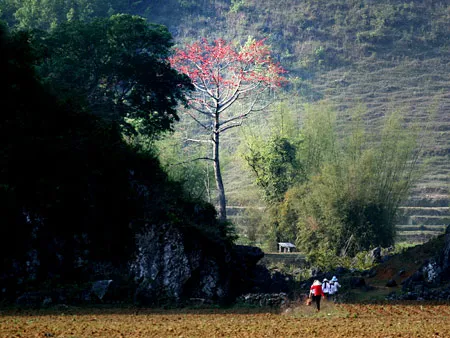 Tháng Ba, hoa gạo khoe sắc ảnh 7