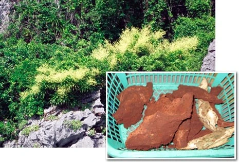 Nguy cơ tuyệt chủng loài cây quý ở vịnh Hạ Long ảnh 1