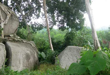 Ngắm cây sanh "có 1 không 2" hàng chục tỷ ảnh 11