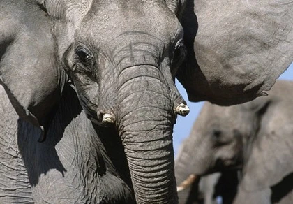 Namibia đưa thú quý hiếm đến Cuba ảnh 1