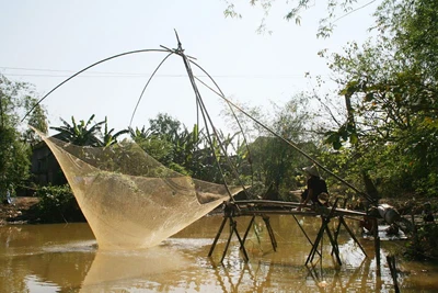 Mùa cất vó trên sông ảnh 1