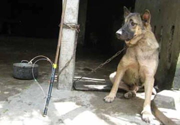 Rủ nhau đi trộm chó, mẹ và con gái bị đánh trọng thương ảnh 1