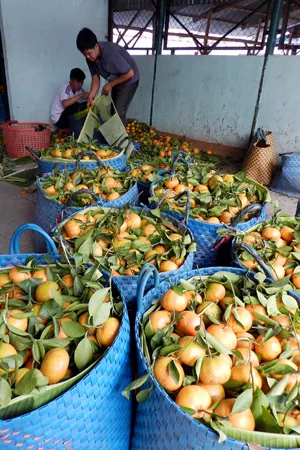 Quýt hồng núi Cấm trúng giá, nhà vườn ăn tết lớn ảnh 11 Quýt hồng núi Cấm trúng giá, nhà vườn ăn tết lớn ảnh 11