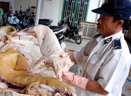 “Mông má” heo nái thành heo… rừng! ảnh 3