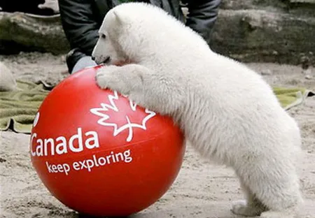 Gấu Knut chết vì áp lực nổi tiếng? ảnh 3