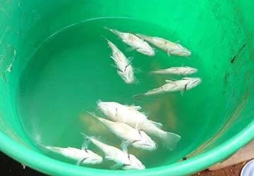 Mưa cá kỳ lạ tại Australia ảnh 1