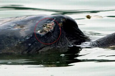 Đưa "cụ rùa" lên bờ để chữa vết thương ảnh 1