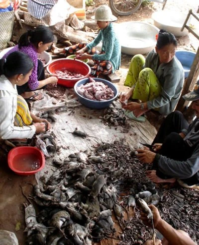 Xơi chuột sống và đặc sản chuột trinh nữ ảnh 3