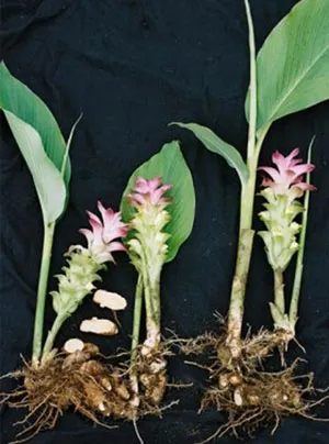 Cẩn trọng khi dùng nghệ trắng chữa bệnh ảnh 2