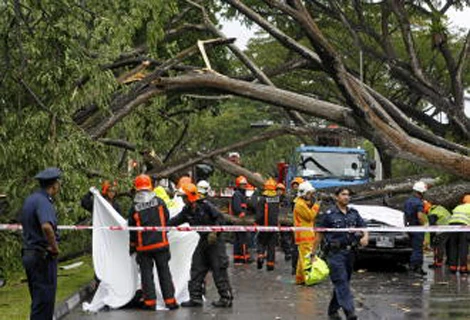 Singapore: Cây đổ trên phố đè nát ô tô và tài xế ảnh 4 Singapore: Cây đổ trên phố đè nát ô tô và tài xế ảnh 4