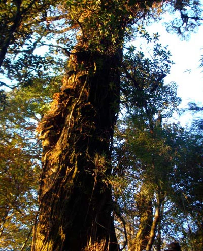 Tận mắt “cục vàng” mọc trên ngọn cây giữa đại ngàn ảnh 3