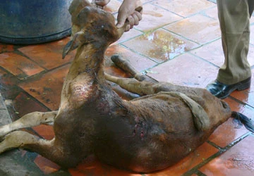 Bình Thuận: Thú dữ về sát khu dân cư ăn thịt gia súc ảnh 1