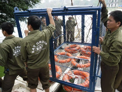 Trực tiếp quây bắt Rùa hồ Gươm: Cụ đã vào "lồng" ảnh 10 Trực tiếp quây bắt Rùa hồ Gươm: Cụ đã vào "lồng" ảnh 10