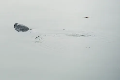 Rùa hồ Gươm "dạo chơi" trong giá lạnh ảnh 7