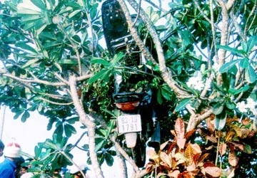 Xe máy leo lên… ngọn cây ảnh 1