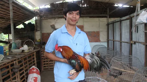 Về đất gà Chợ Lách ảnh 1 Về đất gà Chợ Lách ảnh 1