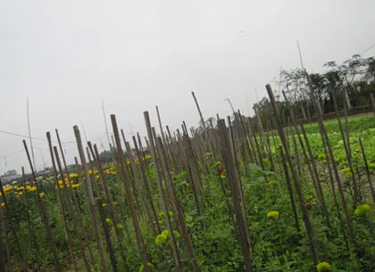 Người trồng hoa Tết khóc vì mất mùa ảnh 8