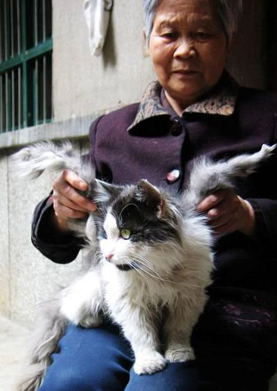 Những chuyện lý thú về mèo ảnh 5 Những chuyện lý thú về mèo ảnh 5