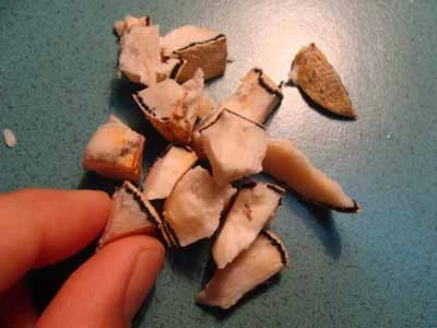 Huyền thoại về loài nấm đắt bằng vàng ròng ở Việt Nam ảnh 5