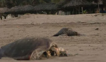 Xem hàng chục xác rùa biển chết dạt vào bờ ảnh 1