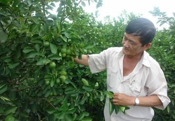 Mày mò “đánh bóng” thương hiệu cho chanh ảnh 1