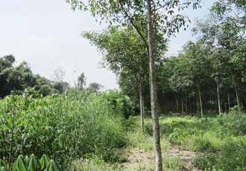 Phá rừng phòng hộ trồng cao su ảnh 1