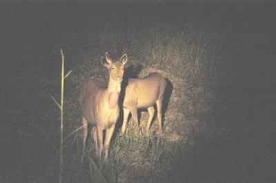 Thả thú hoang dã về rừng ảnh 6 Thả thú hoang dã về rừng ảnh 6