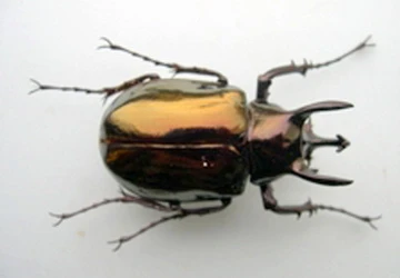 Bốn loài côn trùng sắp vào Sách đỏ ảnh 1