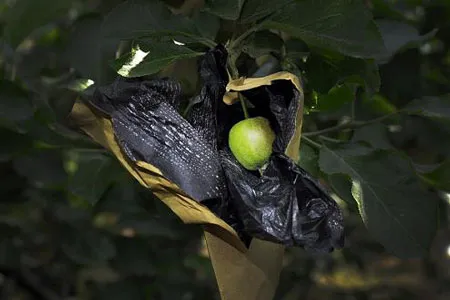 Đột nhập “công nghệ” trồng táo đẹp và độc của Trung Quốc ảnh 2 Đột nhập “công nghệ” trồng táo đẹp và độc của Trung Quốc ảnh 2