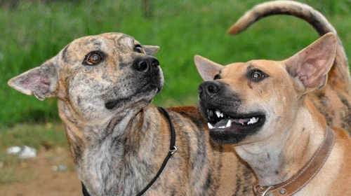 Sau 117 năm, chó Phú Quốc lại sang Paris dự thi ảnh 1