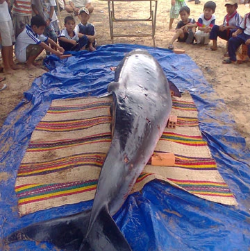 Cá voi nặng 1 tấn bơi vào bờ ảnh 1