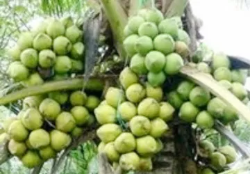 Trồng dừa xiêm dây “siêu trái”, thu nhập cao ảnh 1 Trồng dừa xiêm dây “siêu trái”, thu nhập cao ảnh 1