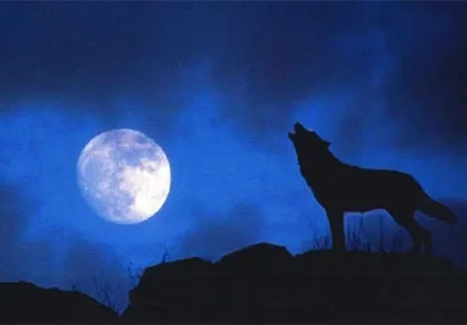 Giải mã tiếng tru rợn người của chó sói ảnh 1