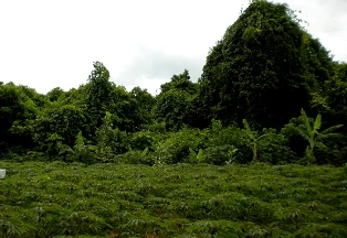 Huyền bí Vân Kiều - Kỳ 5: Rừng thiêng ảnh 1