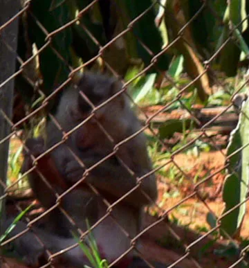 “Giặc khỉ” trả thù ảnh 2 “Giặc khỉ” trả thù ảnh 2