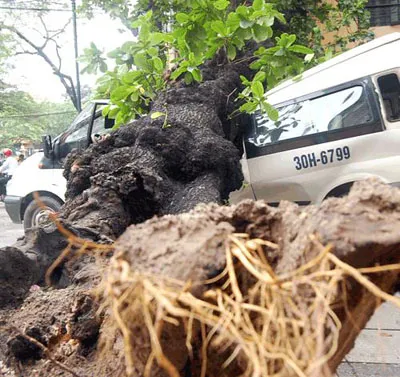 Hà Nội: Mưa to, một số cây cổ thụ đổ gục ảnh 1