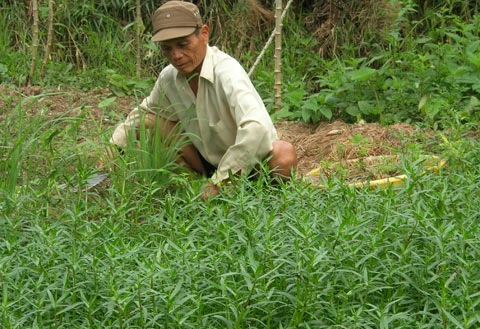 Gặp ân nhân của Thủ tướng Nguyễn Tấn Dũng ảnh 3 Gặp ân nhân của Thủ tướng Nguyễn Tấn Dũng ảnh 3