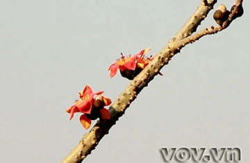 Tháng 3, hoa Gạo nở trên cao nguyên đá ảnh 8 Tháng 3, hoa Gạo nở trên cao nguyên đá ảnh 8