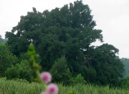 Ngắm cây sanh "có 1 không 2" hàng chục tỷ ảnh 13