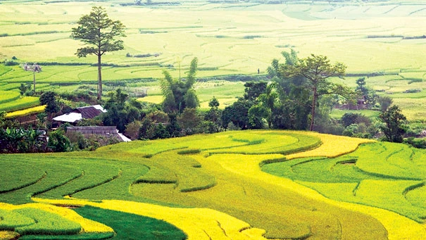 Lên Tây Bắc thăm lúa ảnh 1 Lên Tây Bắc thăm lúa ảnh 1