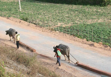 “Thông quan” gỗ lậu ảnh 1