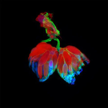 Những bức ảnh tuyệt đẹp về thế giới siêu nhỏ ảnh 4