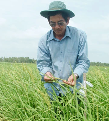 Kỹ sư Cua và giống lúa thơm ảnh 1