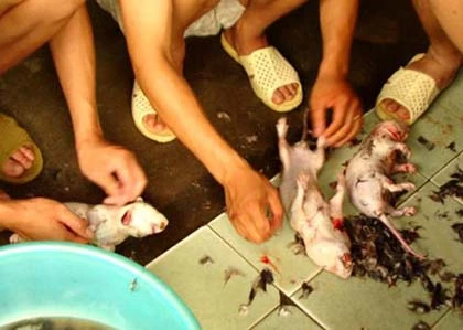 Xơi chuột sống và đặc sản chuột trinh nữ ảnh 5