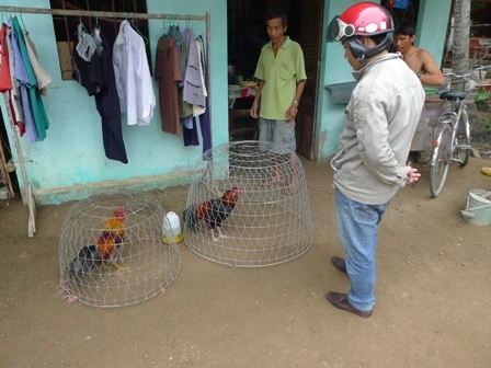 Đổ xô đi săn gà chọi dịp cận Tết ảnh 2