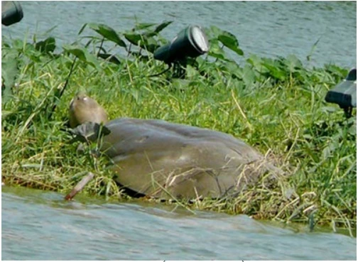 Trong Hồ Gươm thực tế tồn tại đến 3 cá thể rùa? ảnh 4